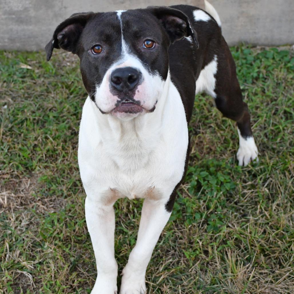 Enlarge Mascarpone, a Adoptable Pit Bull Terrier in Beaumont, TX image 3/6