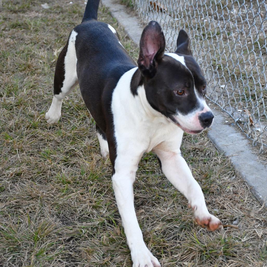 Enlarge Mascarpone, a Adoptable Pit Bull Terrier in Beaumont, TX image 4/6