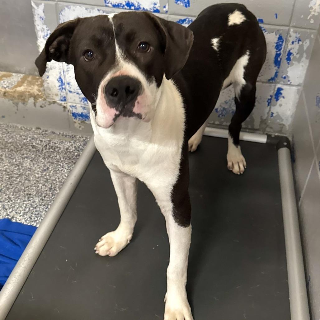 Enlarge Mascarpone, a Adoptable Pit Bull Terrier in Beaumont, TX image 5/6