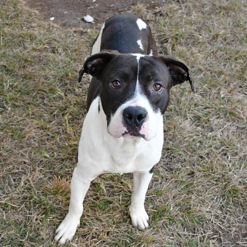 Enlarge Mascarpone, a Adoptable Pit Bull Terrier in Beaumont, TX image 6/6