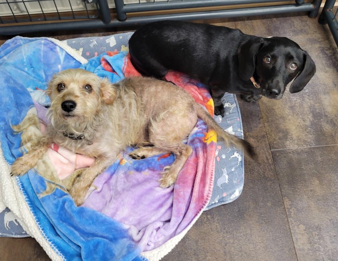 Dinky, an adopted mixed breed in Lisbon, OH image 2/2