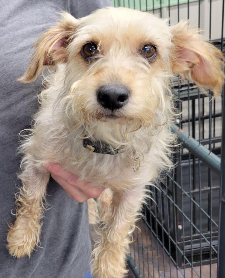 Dinky, adopted, Adult Male Yorkshire Terrier & Dachshund.