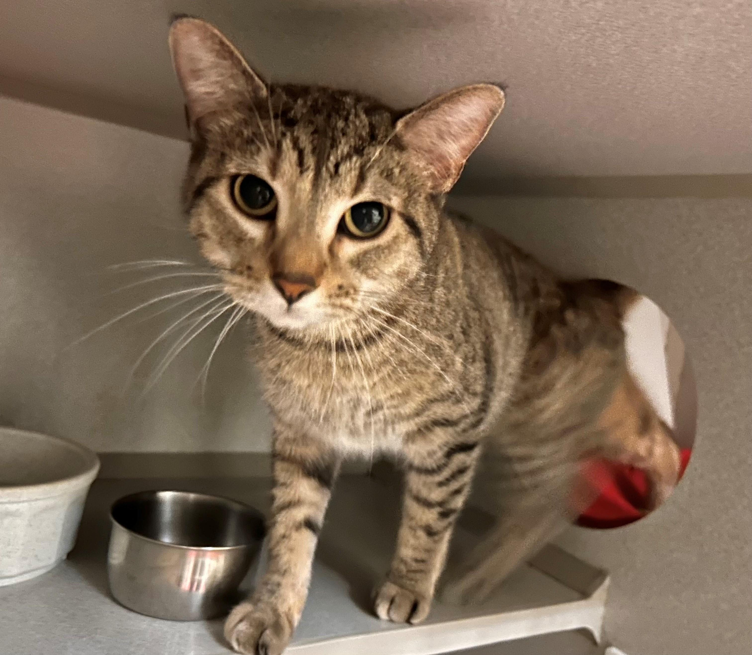 Calista, an adoptable Domestic Short Hair in Mason City, IA_image-1