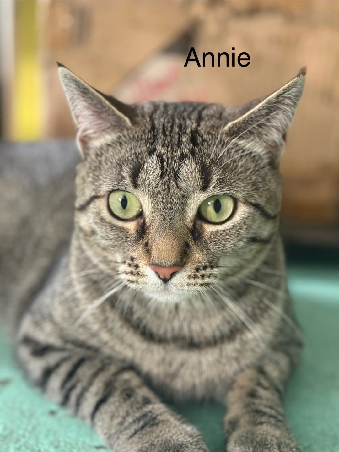 Enlarge Annie and Winnie, a Adoptable Domestic Short Hair in Milton, PA image 2/4