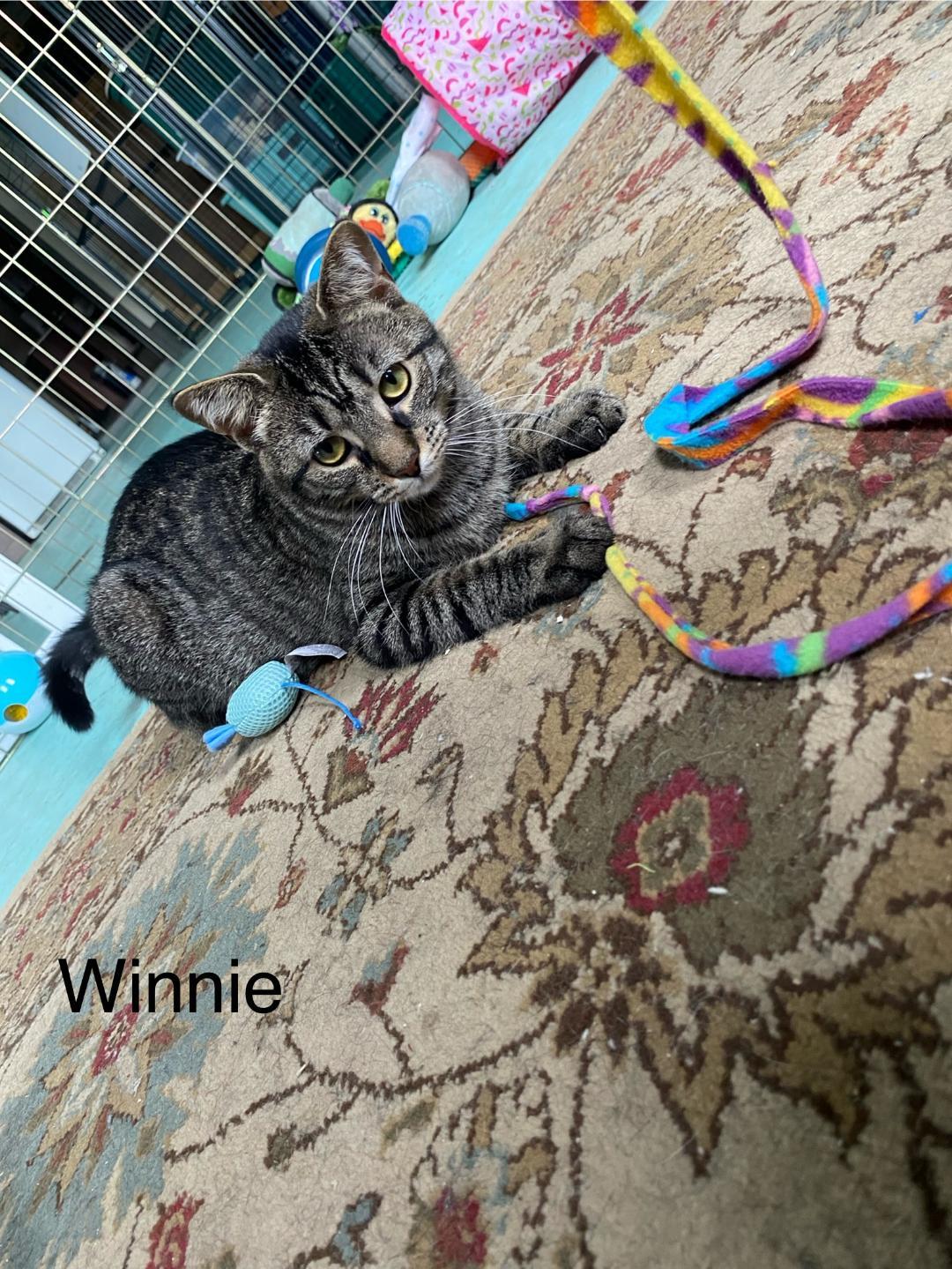 Enlarge Annie and Winnie, a Adoptable Domestic Short Hair in Milton, PA image 3/4