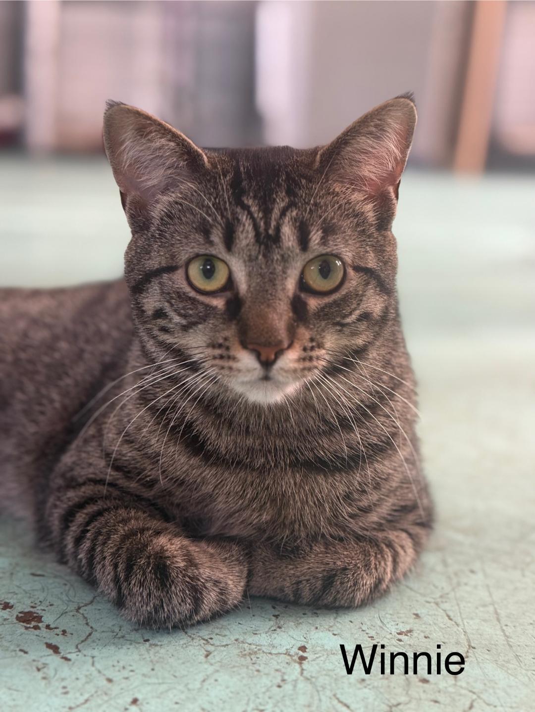 Enlarge Annie and Winnie, a Adoptable Domestic Short Hair in Milton, PA image 4/4