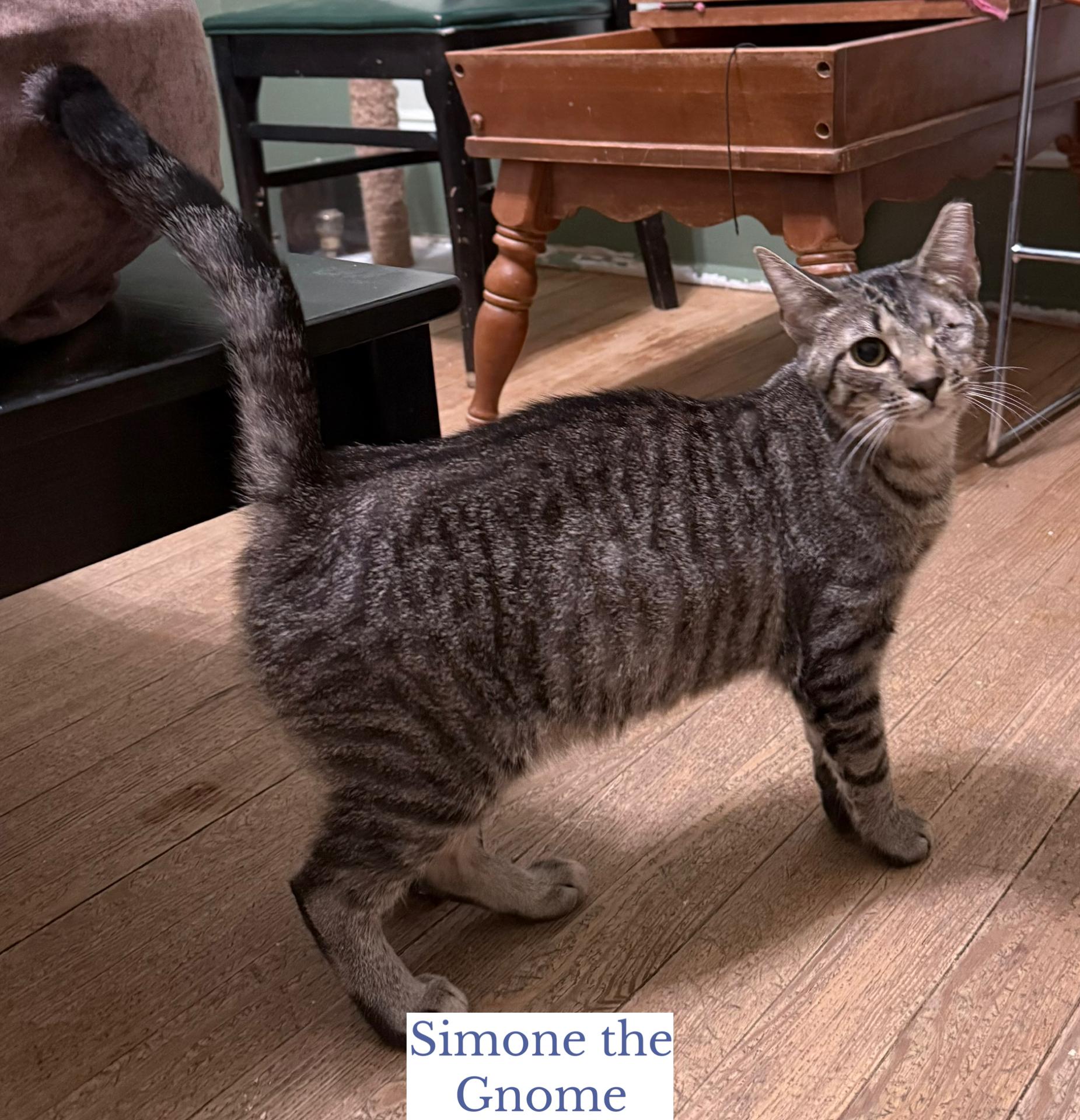 Simone the Gnome, an adopted Domestic Short Hair in Berkeley Springs, WV image 3/5