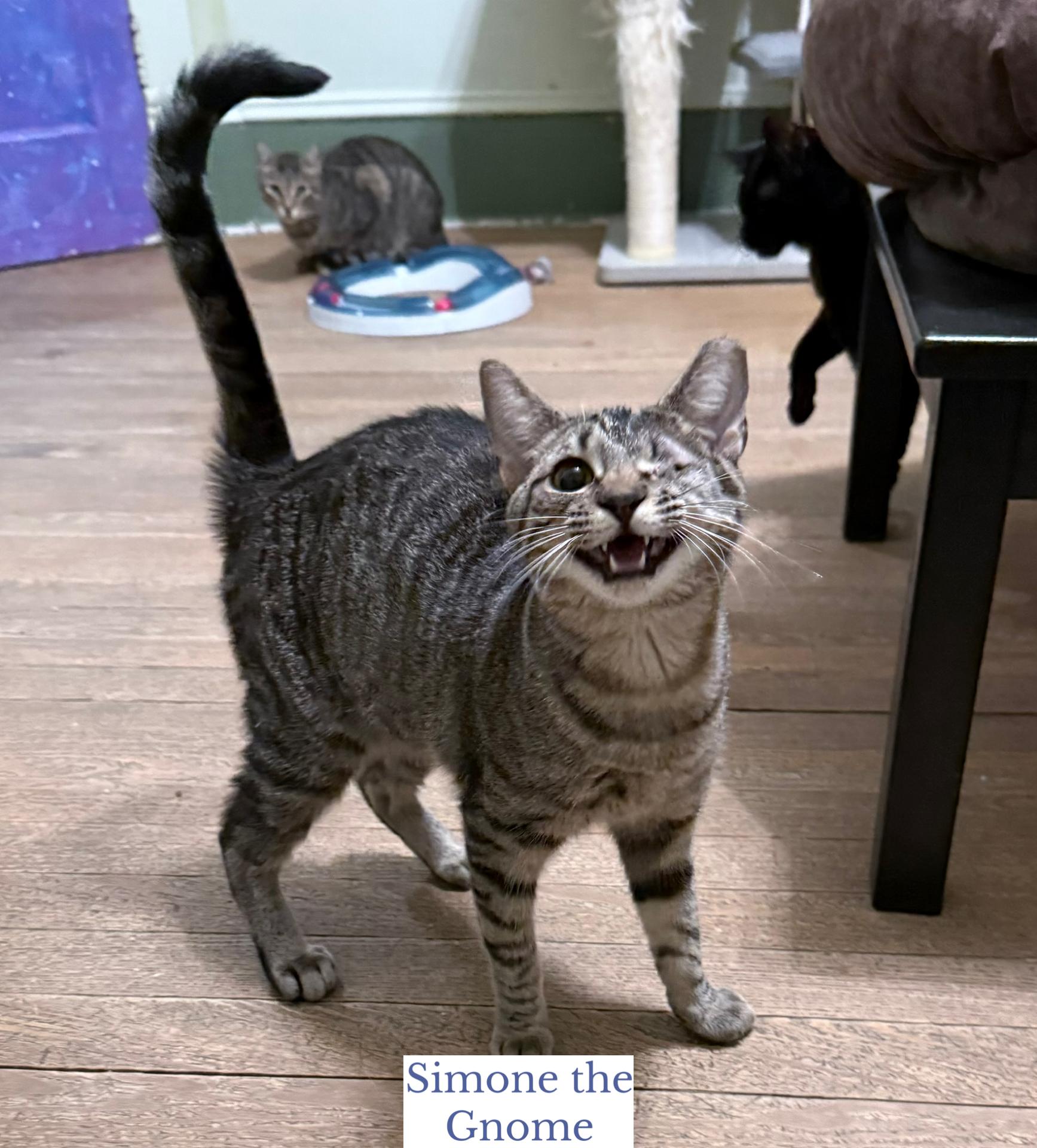 Simone the Gnome, an adopted Domestic Short Hair in Berkeley Springs, WV image 1/5