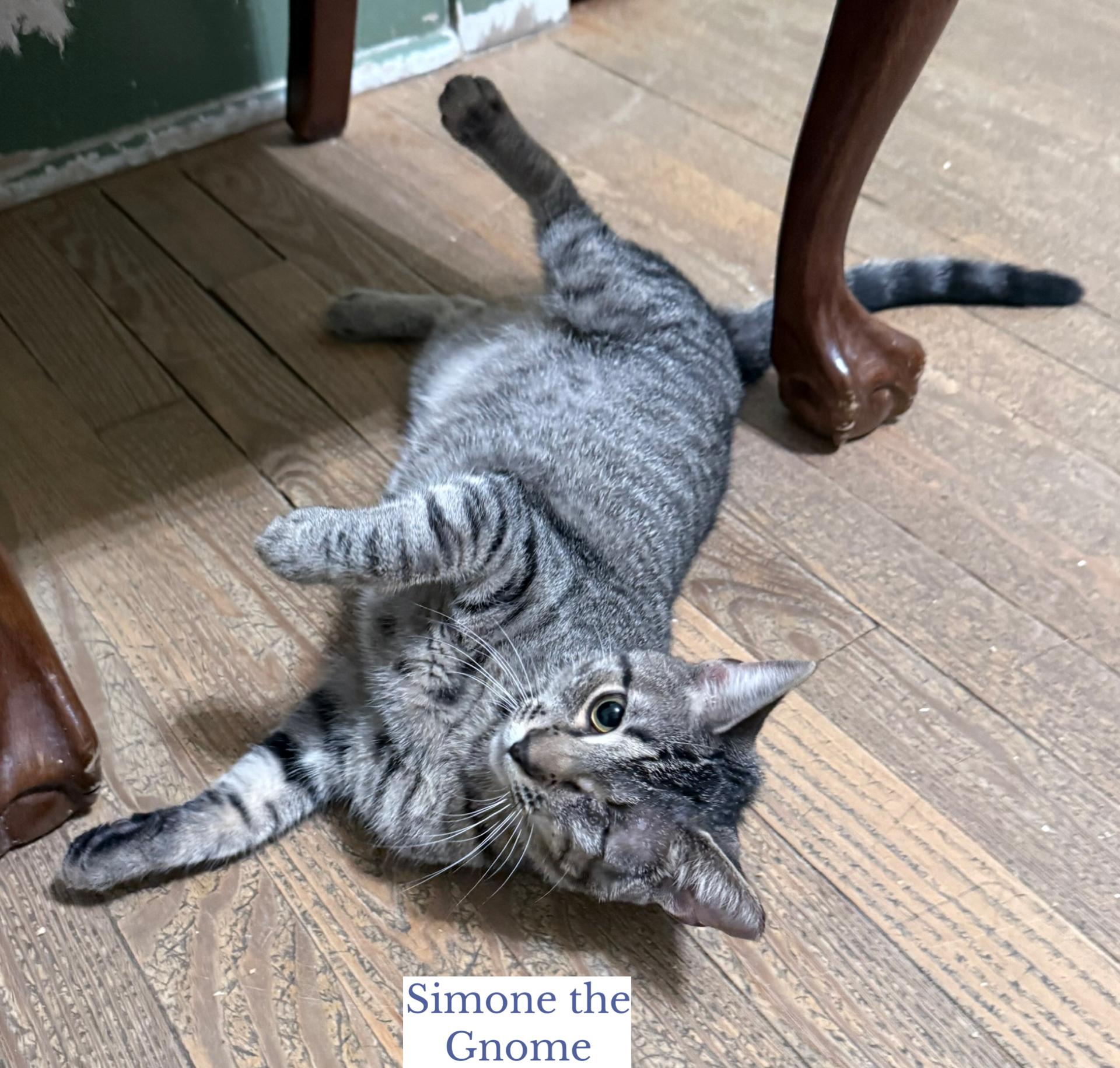 Simone the Gnome, an adopted Domestic Short Hair in Berkeley Springs, WV image 4/5
