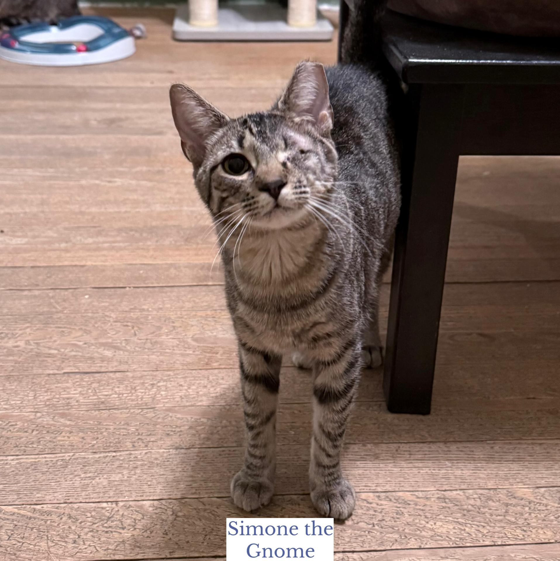 Simone the Gnome, an adopted Domestic Short Hair in Berkeley Springs, WV image 2/5