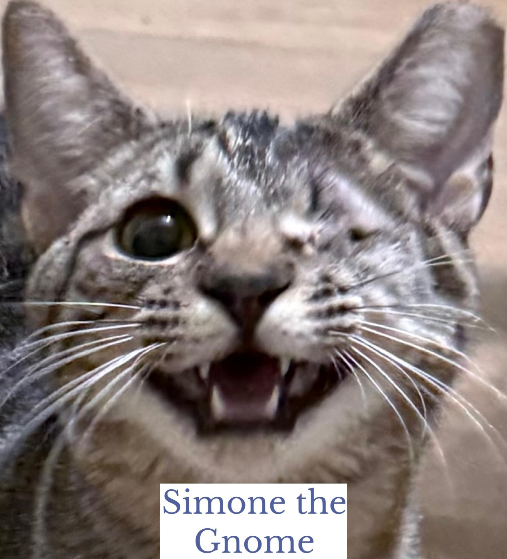 Simone the Gnome, an adopted Domestic Short Hair in Berkeley Springs, WV image 5/5