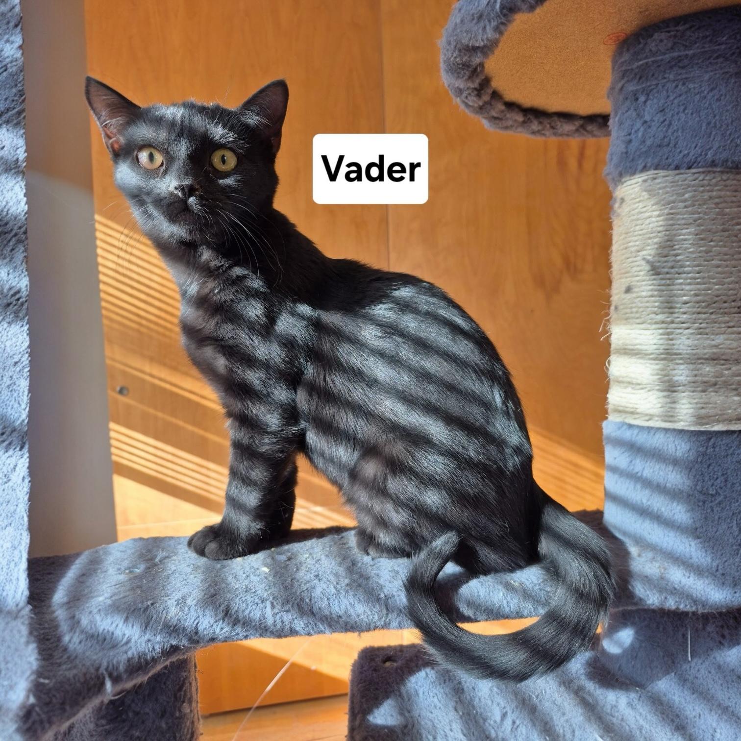 Vader