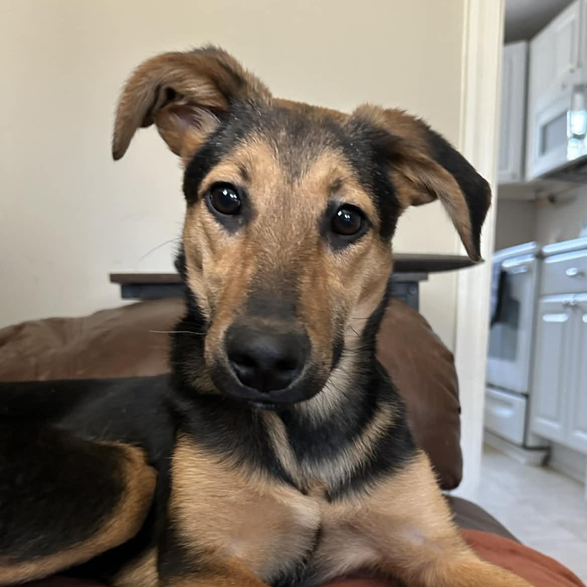 Ren, a Adoptable mixed breed in Richmond, VA image 1/4