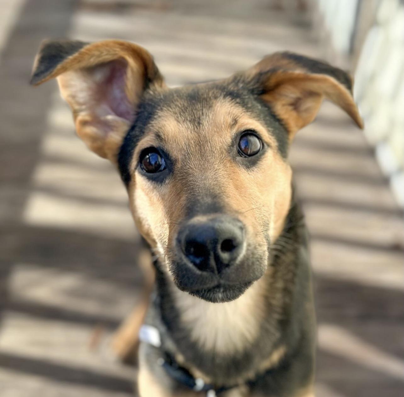 Enlarge Ren, a Adoptable mixed breed in Richmond, VA image 1/5