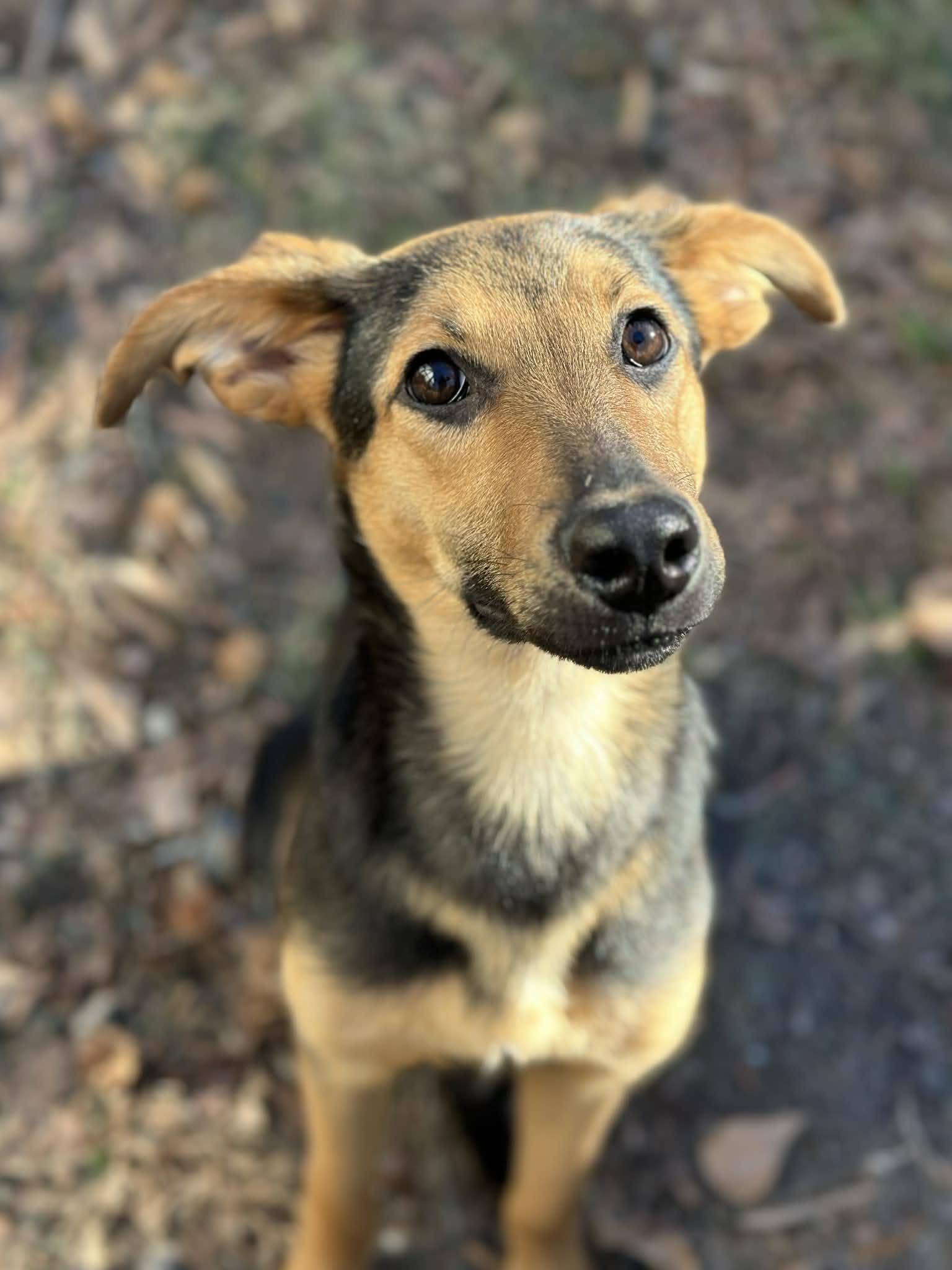 Ren, a Adoptable mixed breed in Richmond, VA image 2/4