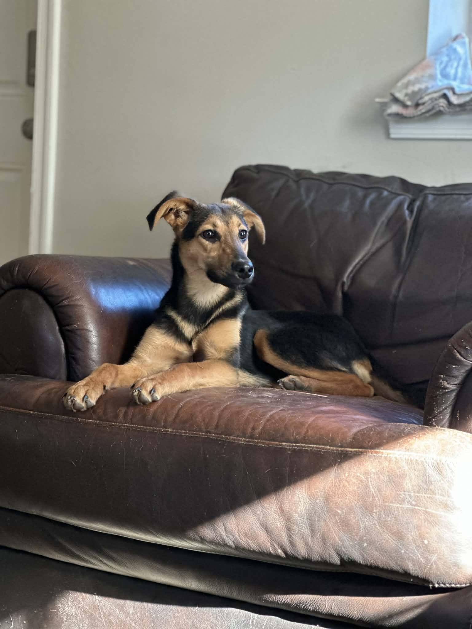 Ren, a Adoptable mixed breed in Richmond, VA image 3/4