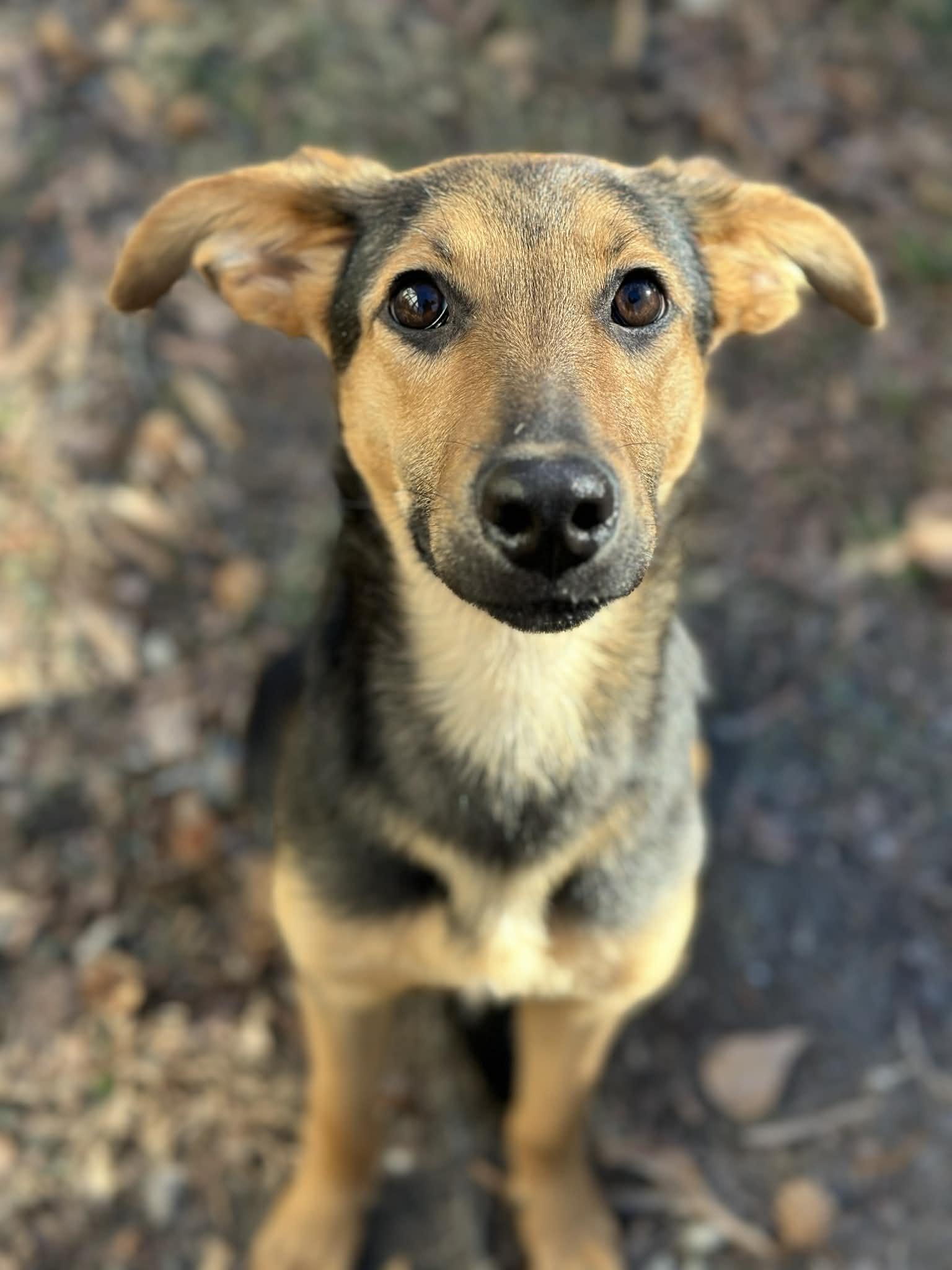 Ren, a Adoptable mixed breed in Richmond, VA image 4/4