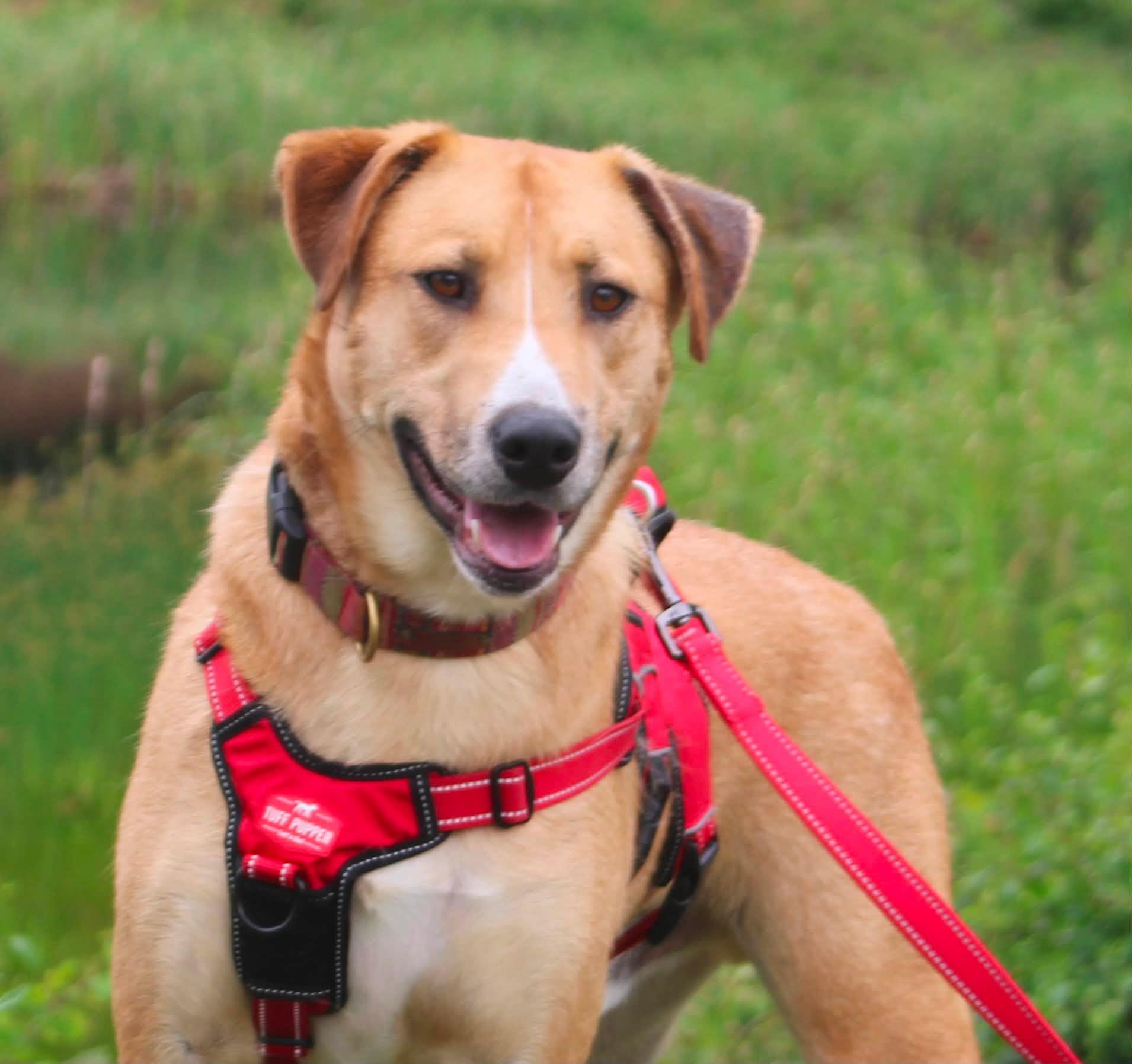 Enlarge Max, a ADOPTABLE mixed breed in Stuarts Draft, VA image 1/6