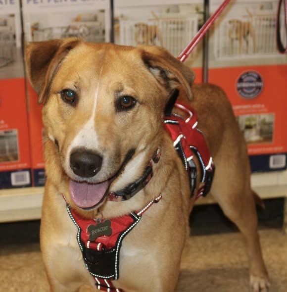 Enlarge Max, a ADOPTABLE mixed breed in Stuarts Draft, VA image 3/6