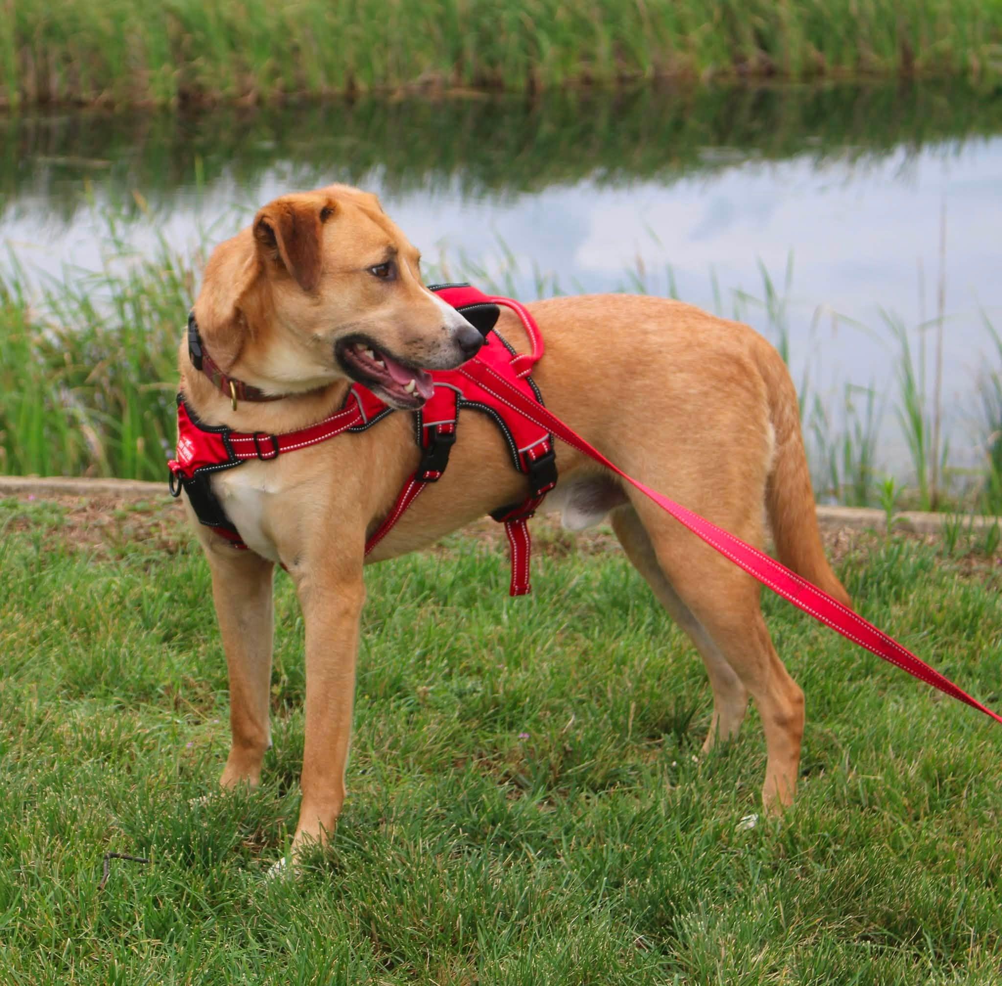 Enlarge Max, a ADOPTABLE mixed breed in Stuarts Draft, VA image 5/6