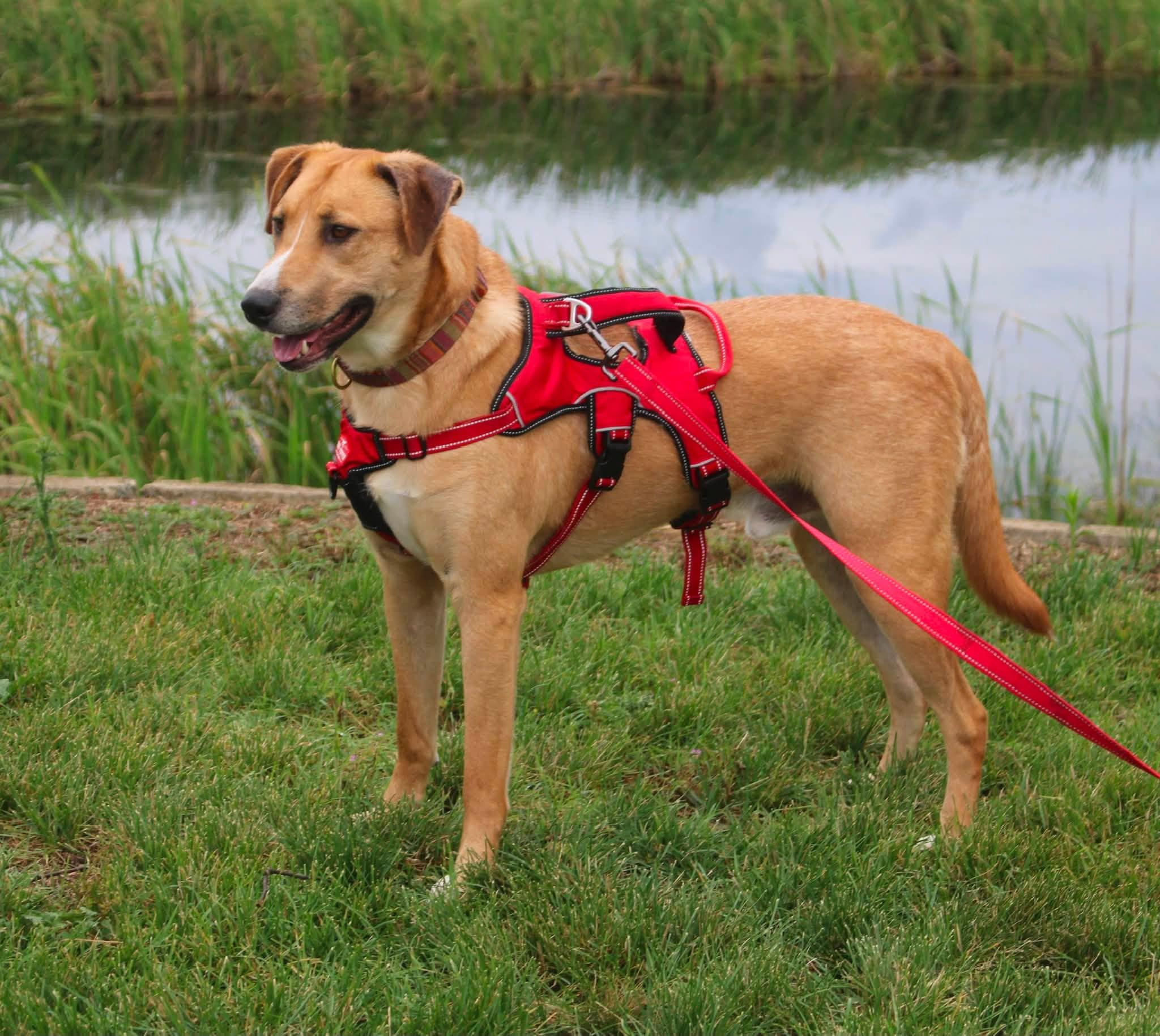 Enlarge Max, a ADOPTABLE mixed breed in Stuarts Draft, VA image 2/6