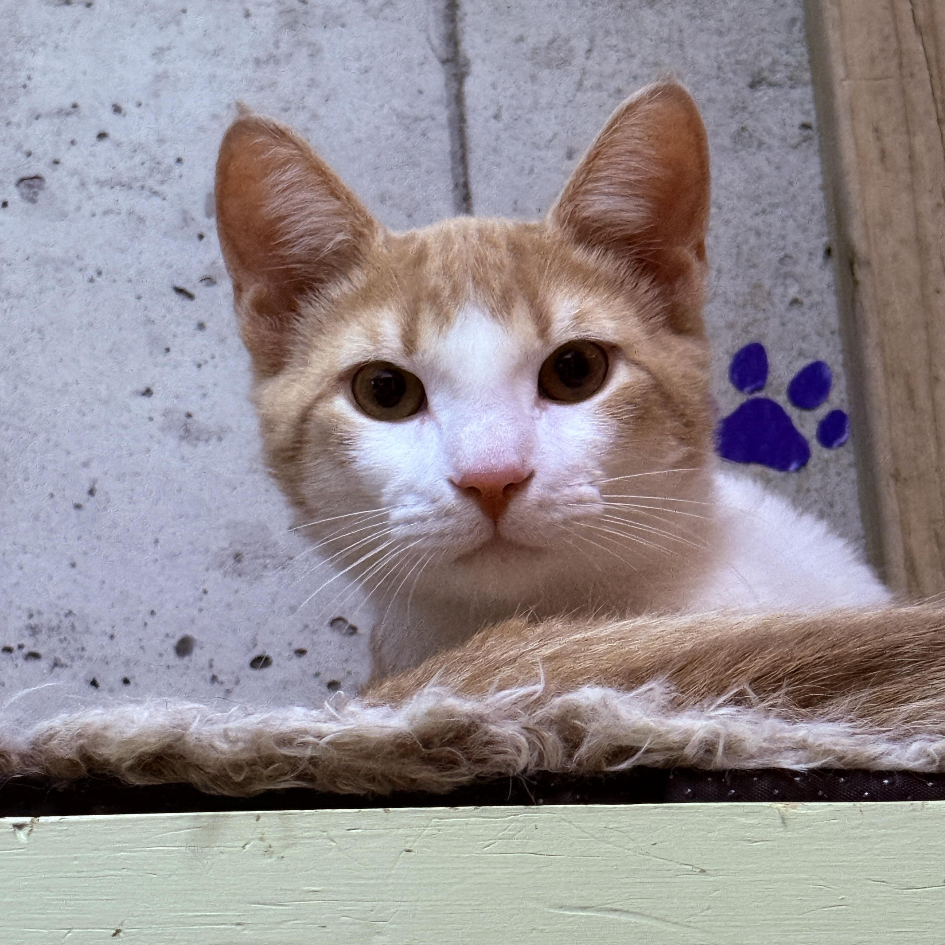 Enlarge Leo, a Adoptable Domestic Short Hair in Schenectady, NY image 1/2