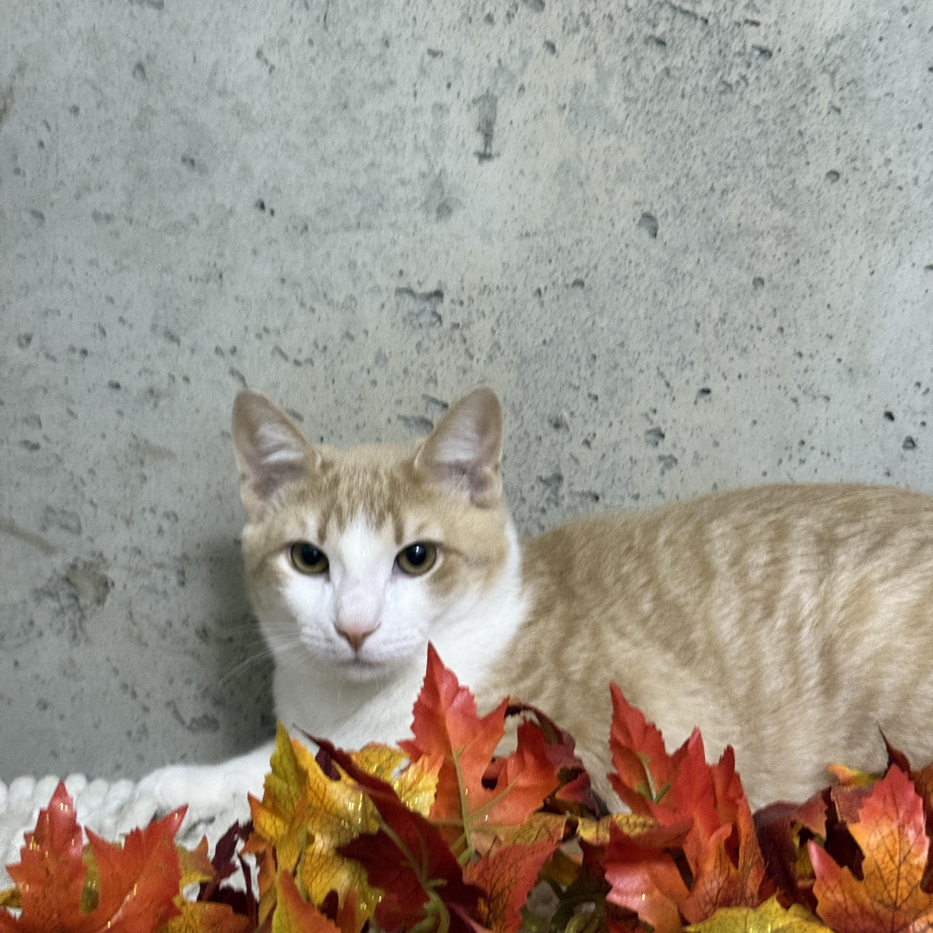 Enlarge Leo, a Adoptable Domestic Short Hair in Schenectady, NY image 2/2