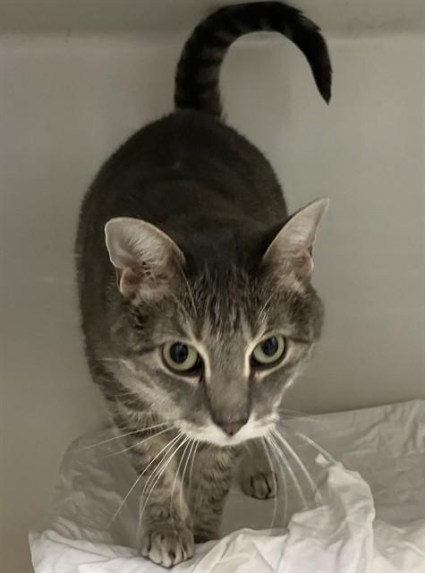 JO JO, Adoptable, Adult Female Domestic Short Hair.