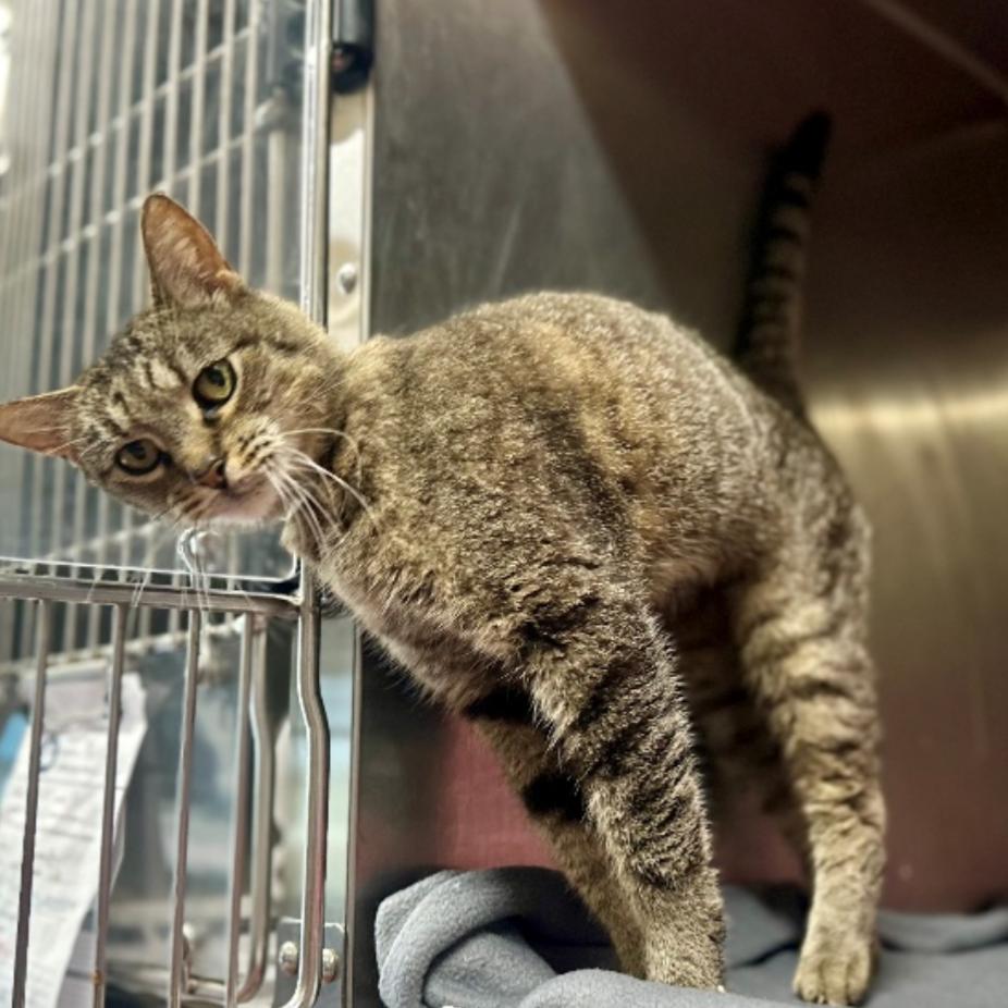Tigress, Adoptable, Adult Female Domestic Short Hair.