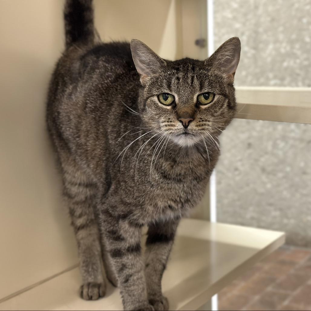 Enlarge Tigress, a Adoptable Domestic Short Hair in Hinsdale, IL image 2/2