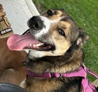 K0DA- Needs a forever home!