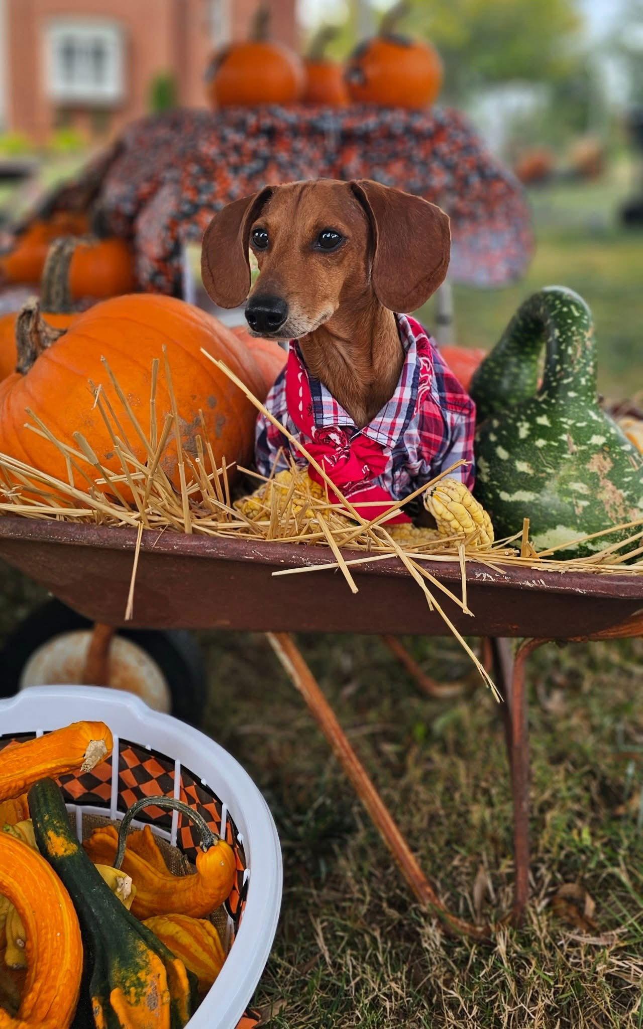 Enlarge Prinz, a Adoptable Dachshund in Gastonia, NC image 2/3