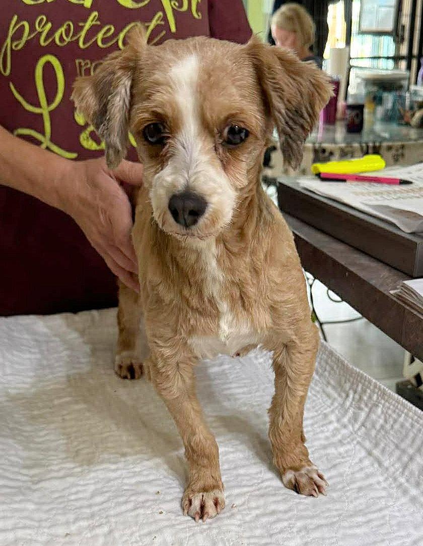 Cascade (NOT YET AVAILABLE), Adoptable, Adult Female Havanese.