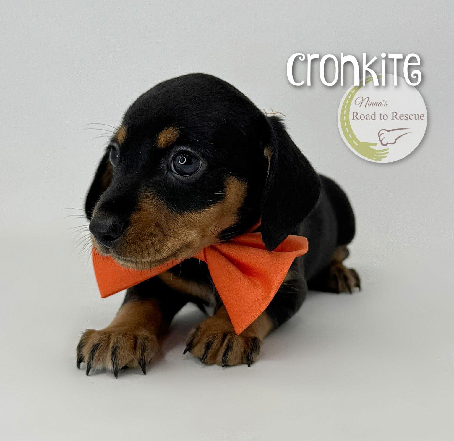 Cronkite, Adopted, Puppy Male Dachshund & Chihuahua.