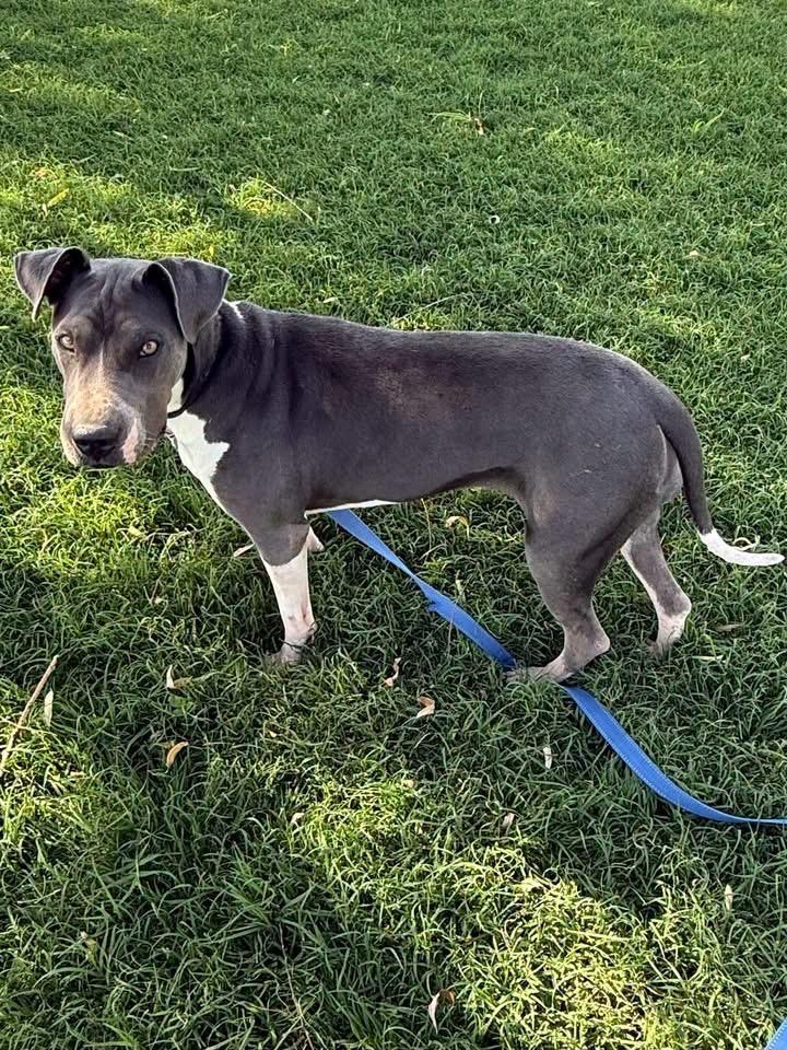 Sally, Adoptable, Young Female Mixed Breed.
