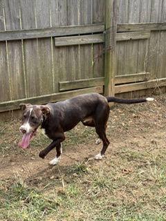 Hammer — thumbnail 2