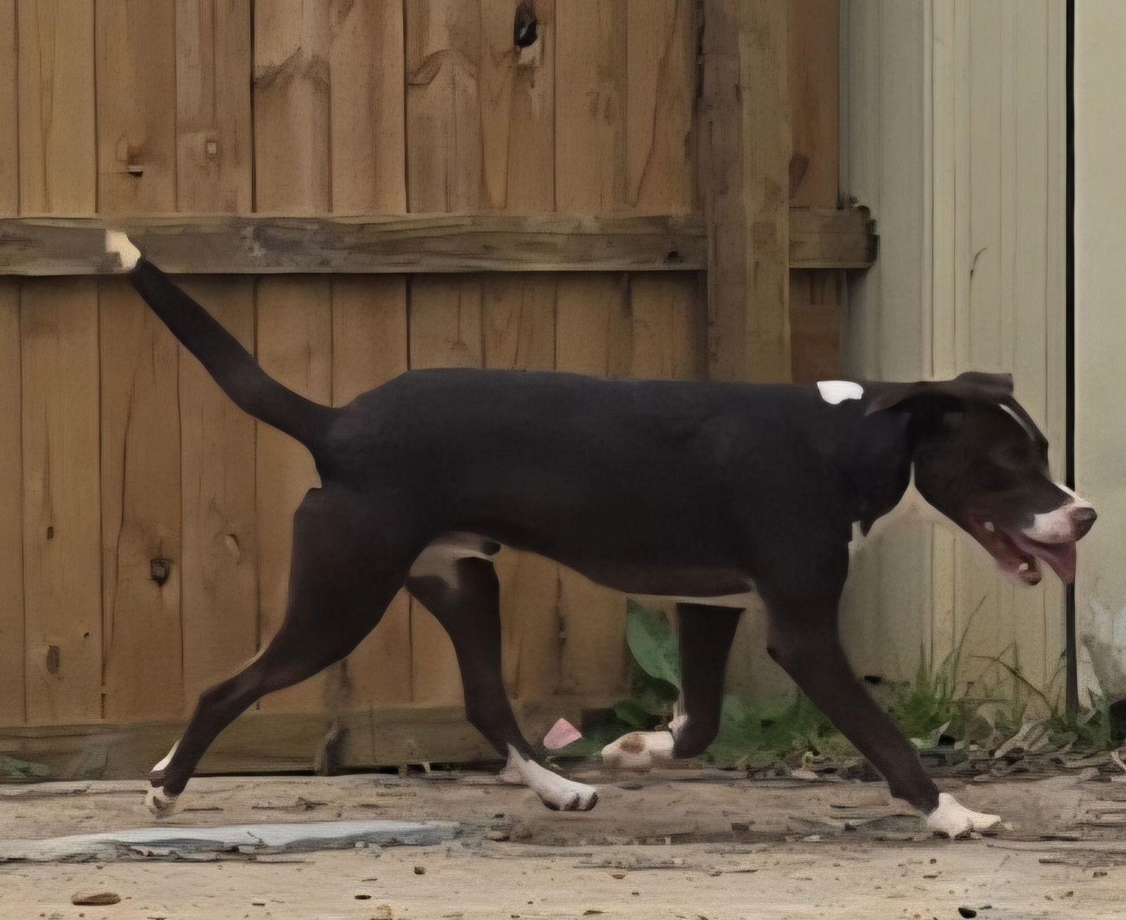 Hammer — thumbnail 3