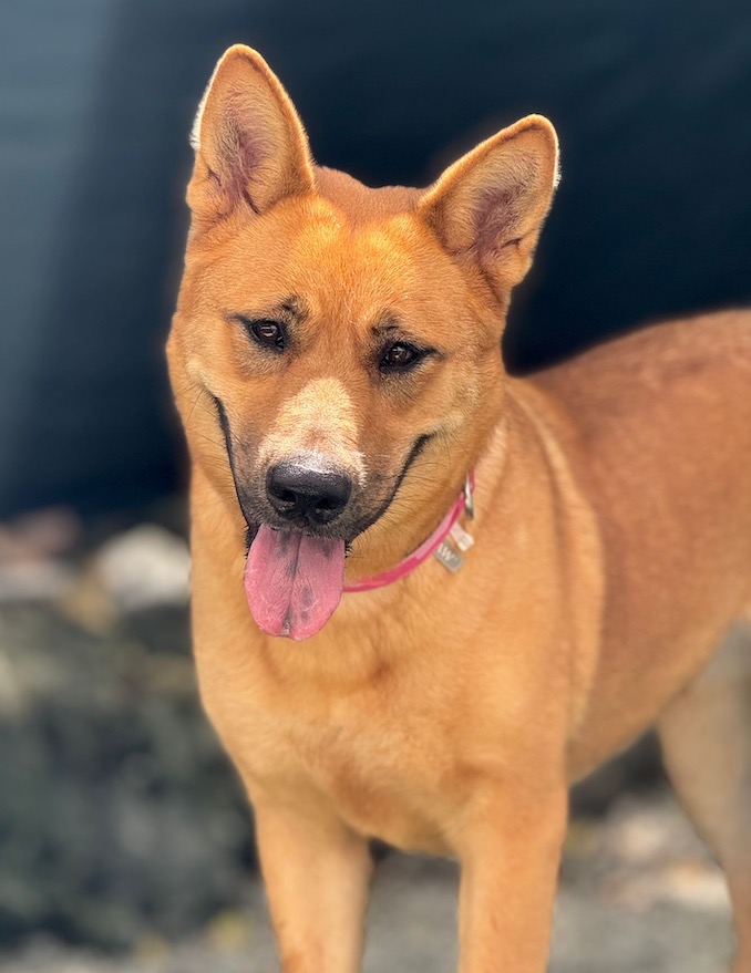 Sugar, a Adoptable mixed breed in Miami, FL image 1/5