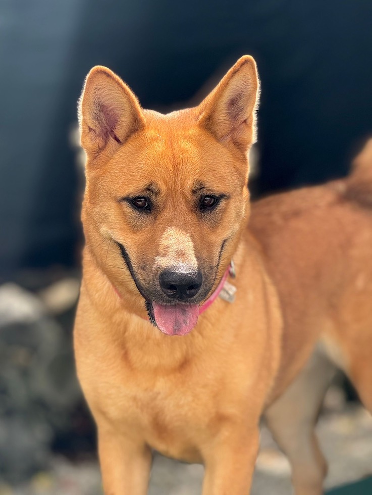 Sugar, a Adoptable mixed breed in Miami, FL image 2/5