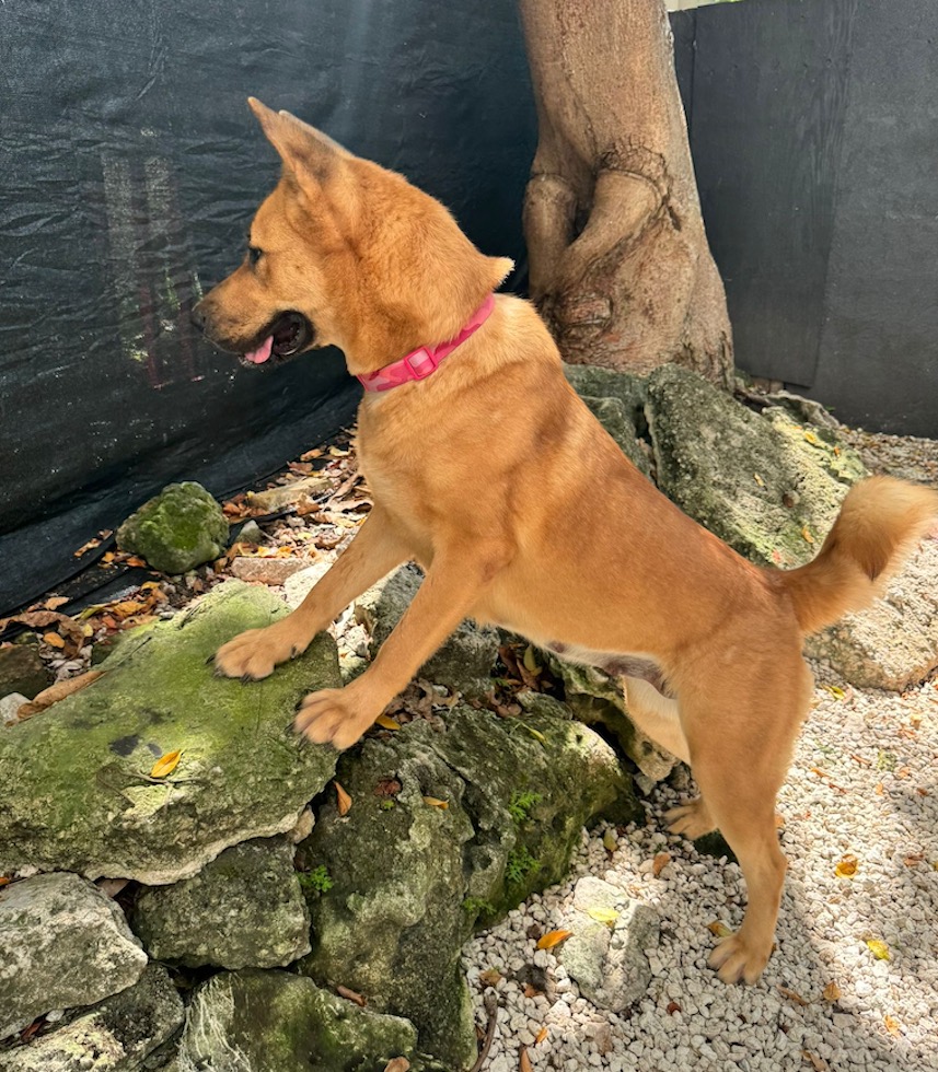 Sugar, a Adoptable mixed breed in Miami, FL image 3/5