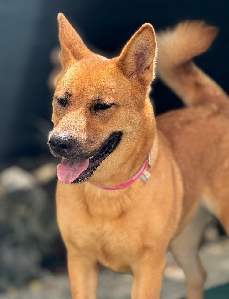 Sugar, a Adoptable mixed breed in Miami, FL image 4/5