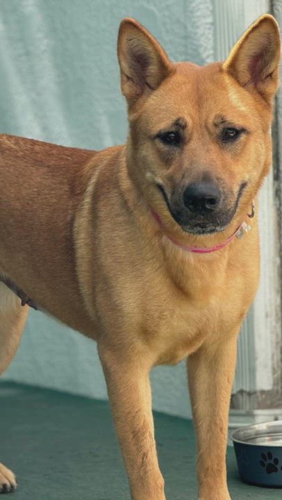 Enlarge Sugar, a Adoptable mixed breed in Miami, FL video 5/5