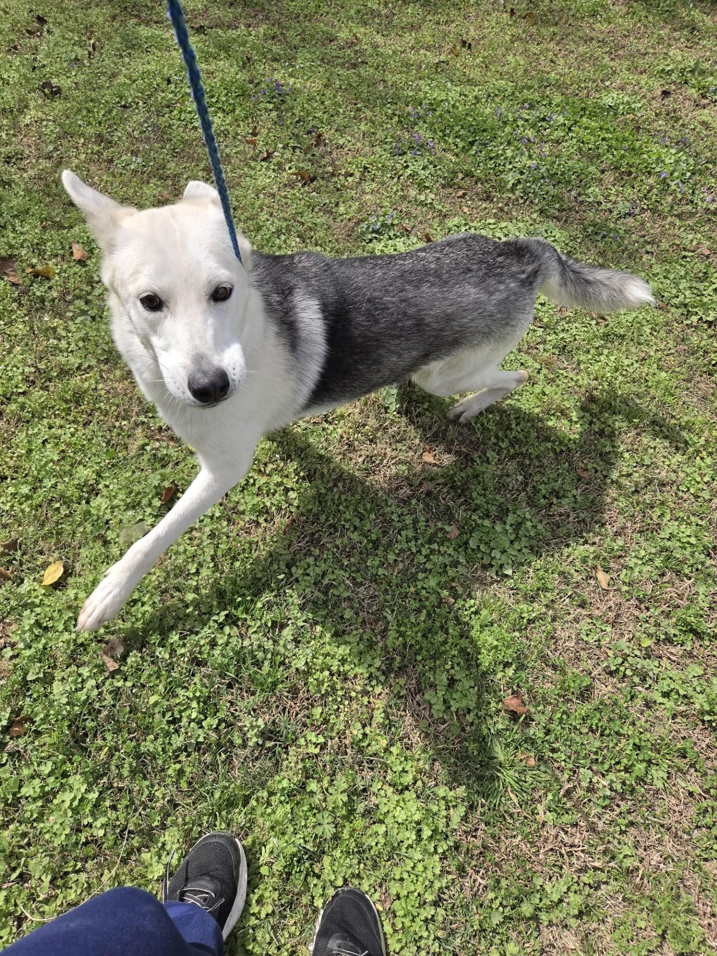 Magnolia22510, a ADOPTABLE mixed breed in Rocky Mount, NC image 1/3