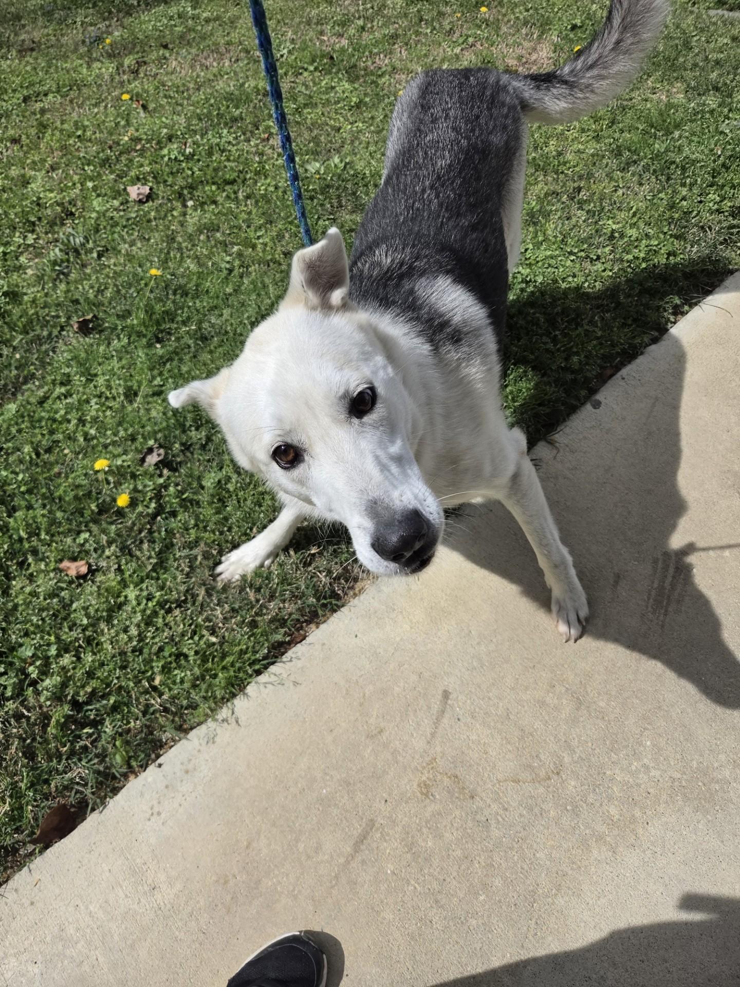 Magnolia22510, a ADOPTABLE mixed breed in Rocky Mount, NC image 2/3