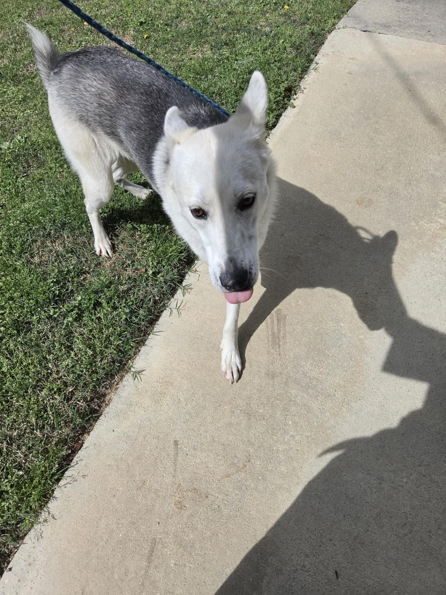 Magnolia22510, a ADOPTABLE mixed breed in Rocky Mount, NC image 3/3