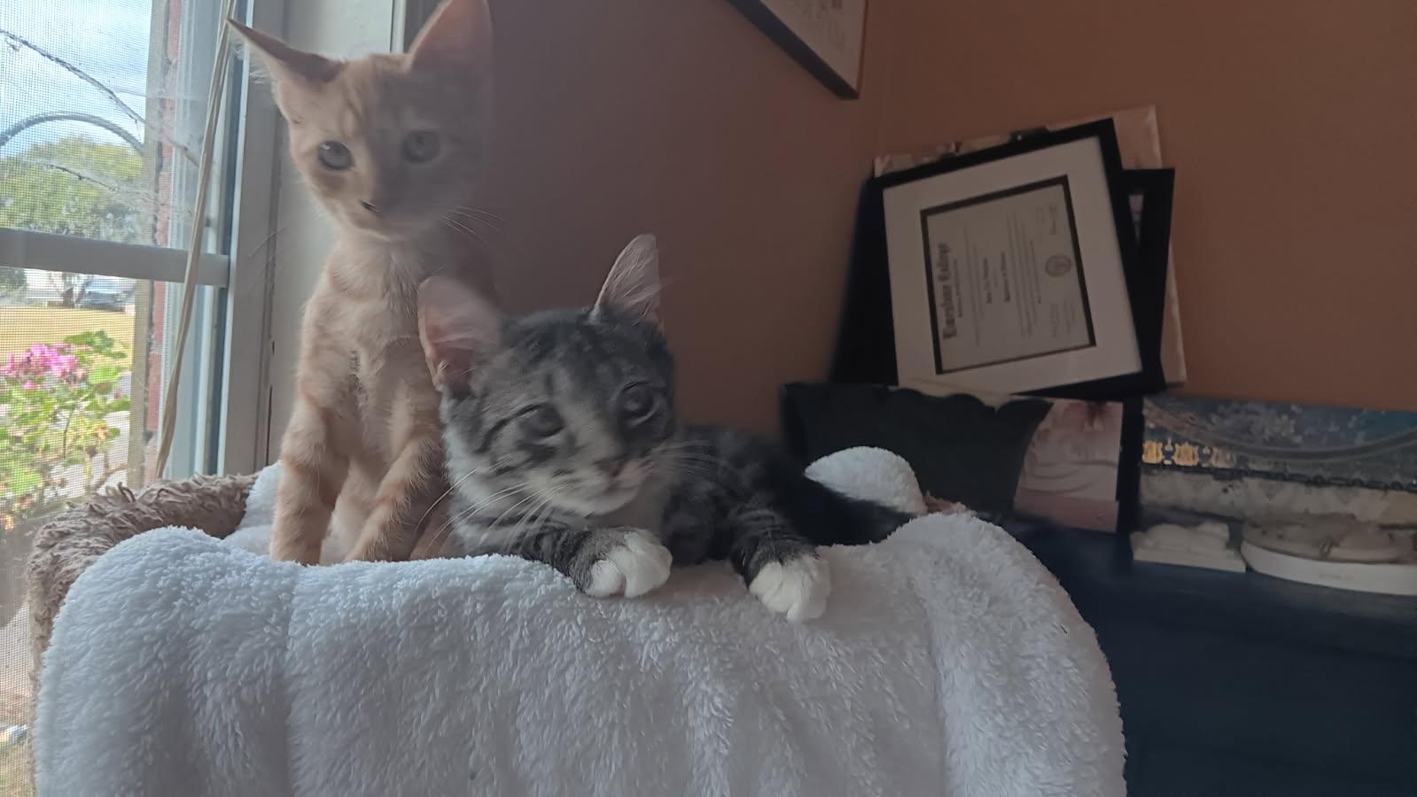 Enlarge Lennie, a Adoptable Domestic Short Hair in Easley, SC image 2/2