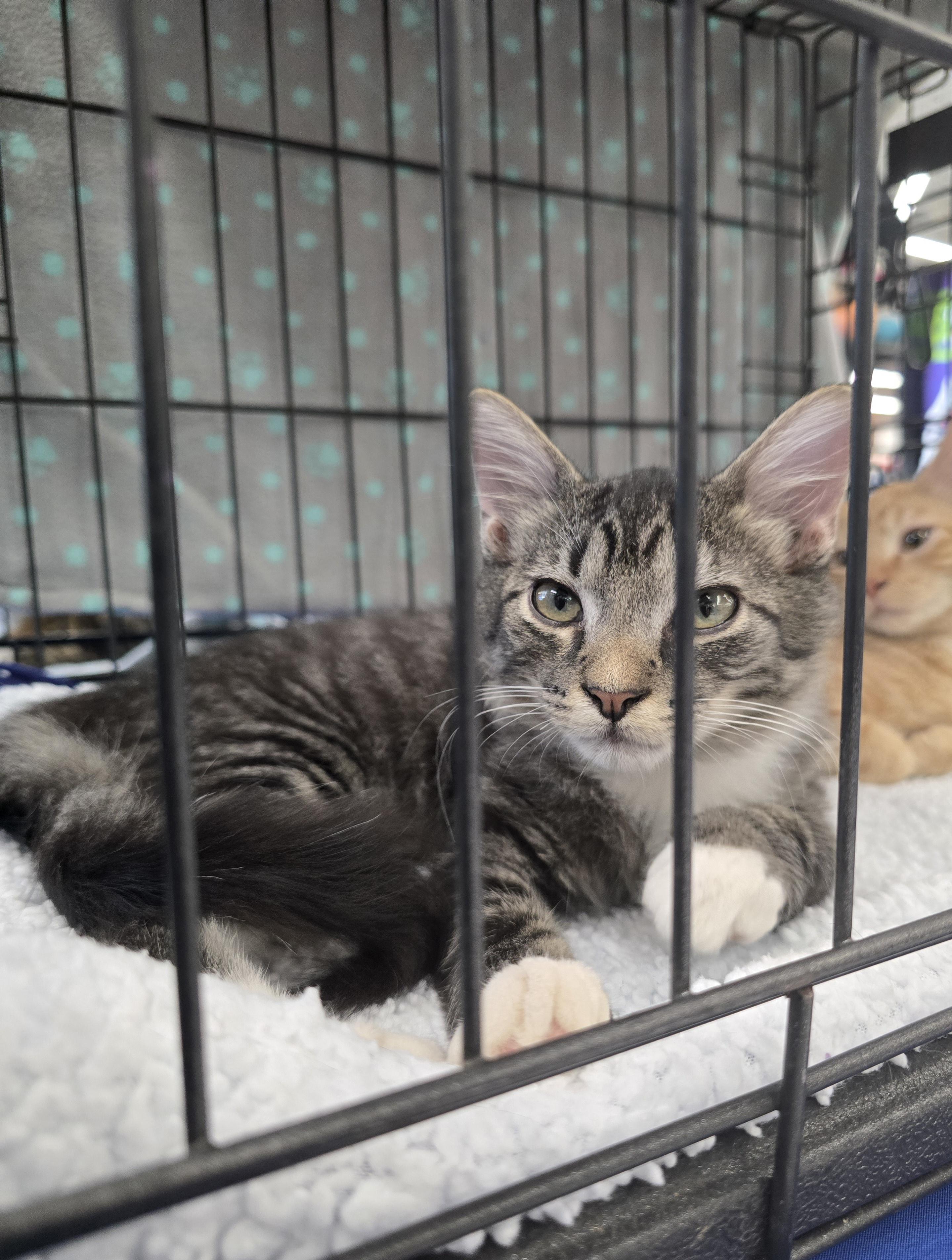 Enlarge Lennie, a Adoptable Domestic Short Hair in Easley, SC image 1/2