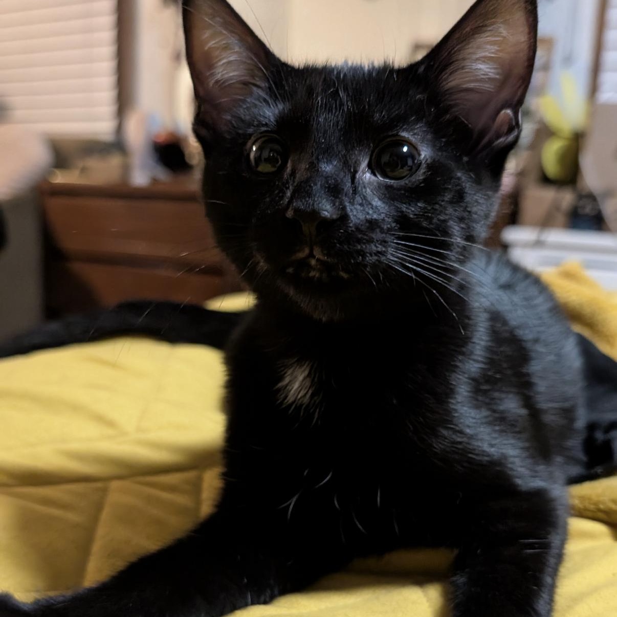 Selkie, a ADOPTABLE mixed breed in Omaha, NE image 2/4