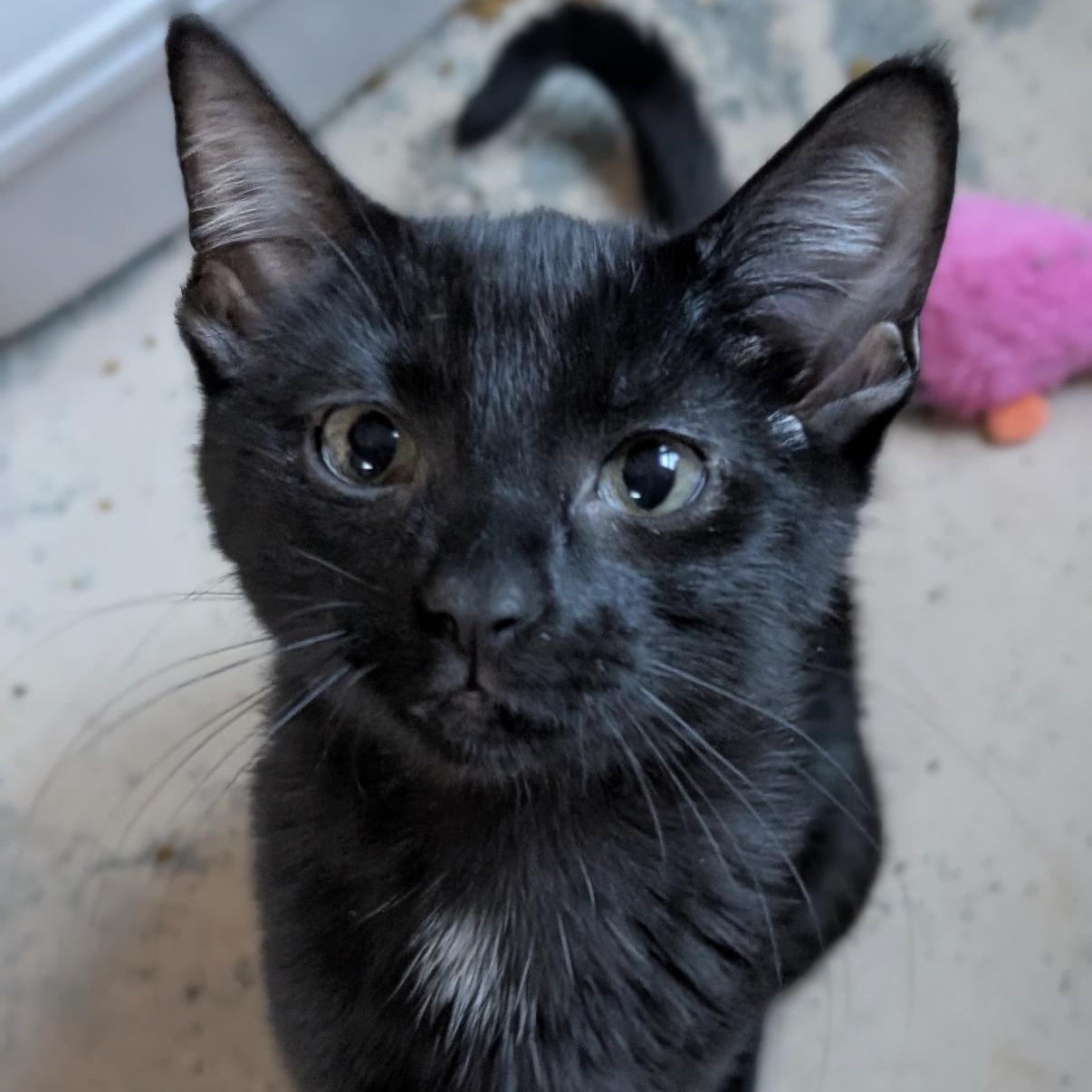 Selkie, a ADOPTABLE mixed breed in Omaha, NE image 4/4