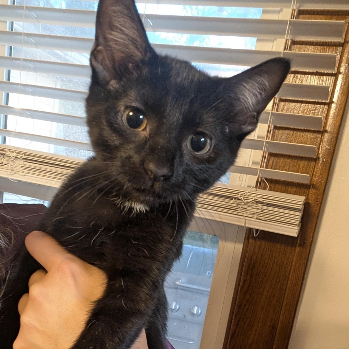 Selkie, a ADOPTABLE mixed breed in Omaha, NE image 3/4